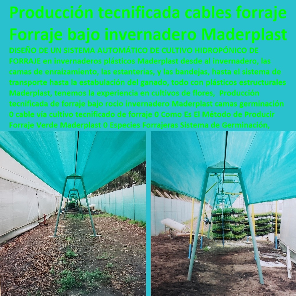 Producción tecnificada de forraje bajo rocio invernadero Maderplast camas germinación 0 cable vía cultivo tecnificado de forraje 0 Como Es El Método de Producir Forraje Verde Maderplast 0 Especies Forrajeras Sistema de Germinación Producción tecnificada de forraje bajo rocio invernadero Maderplast camas germinación 0 cable vía cultivo tecnificado de forraje 0 Como Es El Método de Producir Forraje Verde Maderplast 0 Especies Forrajeras Sistema de Germinación